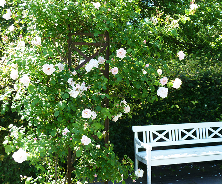 scenery white bench pink roses