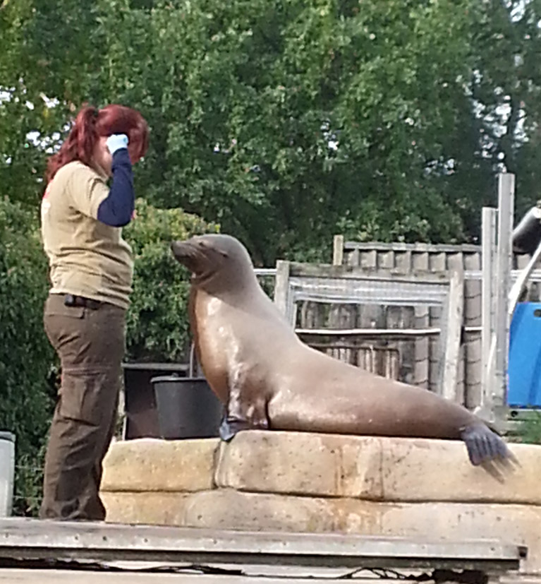 sea lion in zoo with zookeeper