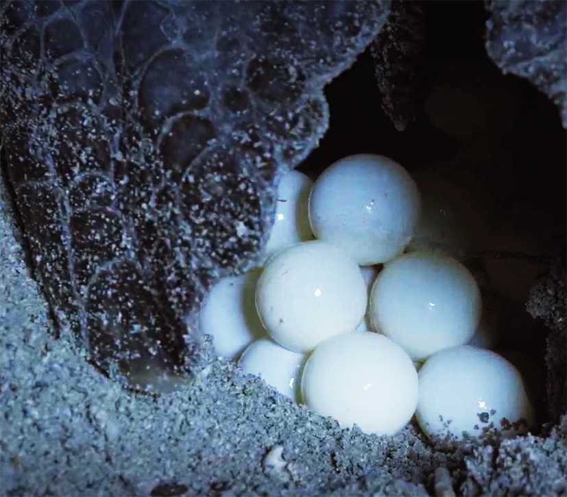 sea turtle eggs in sand