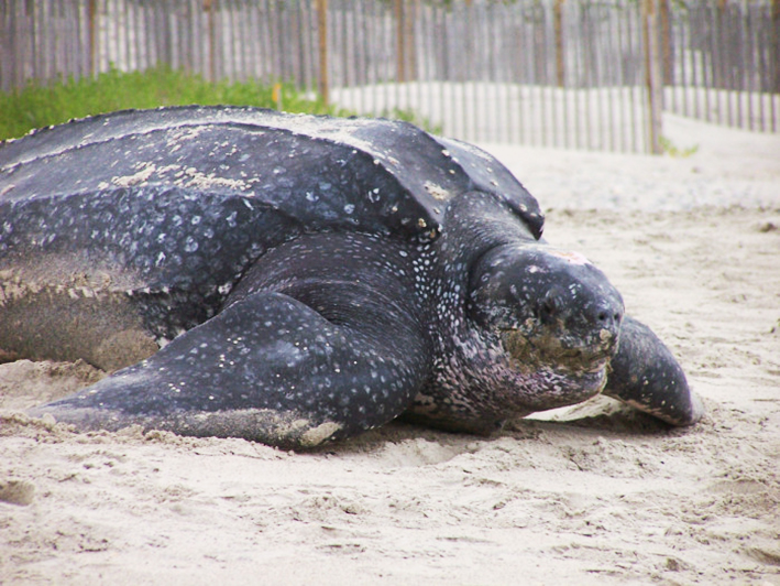 Big leatherback turtle on beach
