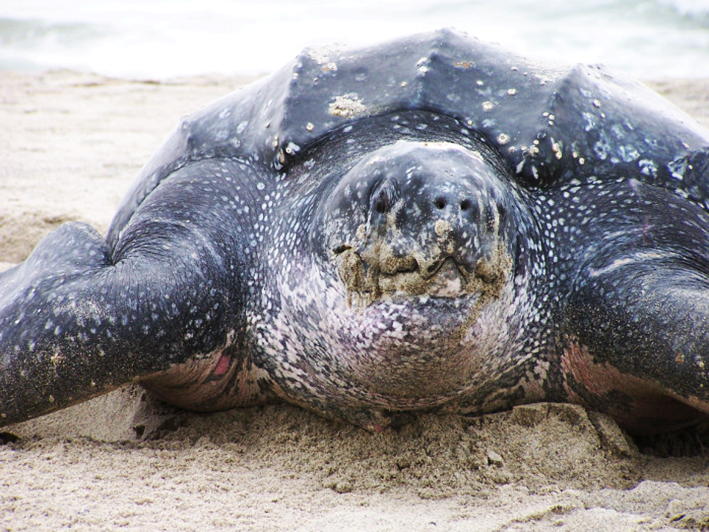 Leatherback turtle close up
