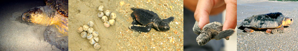 loggerhead sea turtles border