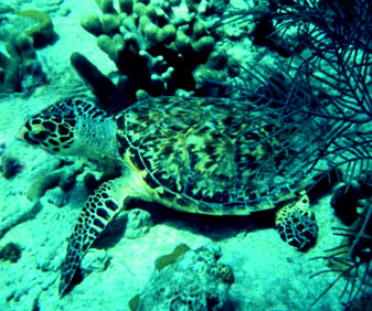 sea turtle near coral and sand