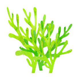 sea weed green watercolor clipart