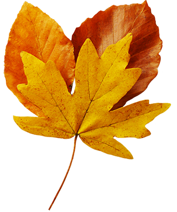 several fall leaves clipart