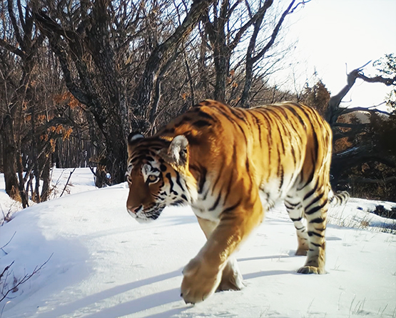 Siberan tiger picture