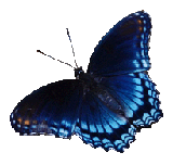 butterfly blue clipart