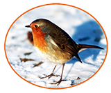 winter clipart robin