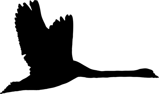 silhouette of flying swan