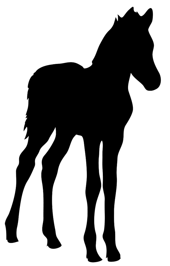 silhouette of foal