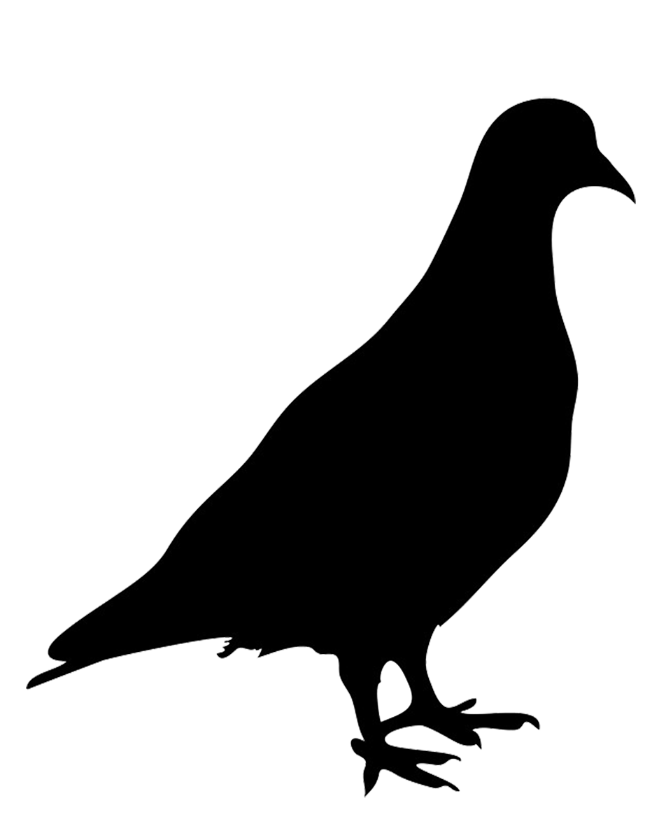 silhouette of pigeon