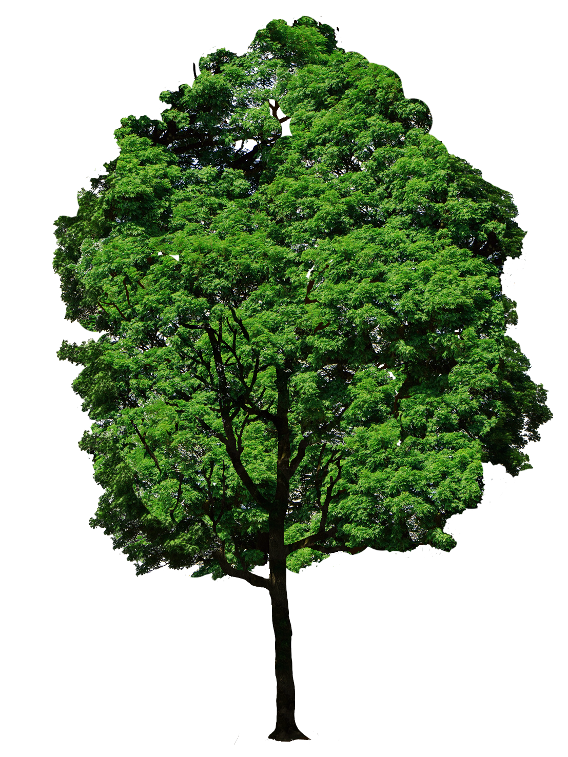 tree with green crown