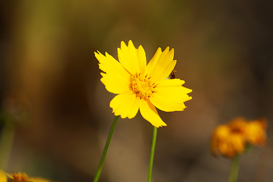 simple yellow flower photo