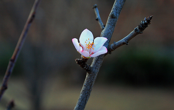 single blossom on branch
