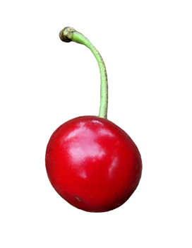 single cherry clipart