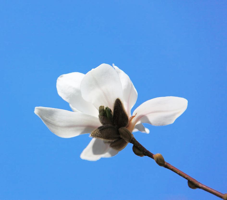 single Magnolia flower