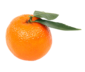 singular orange with leaves