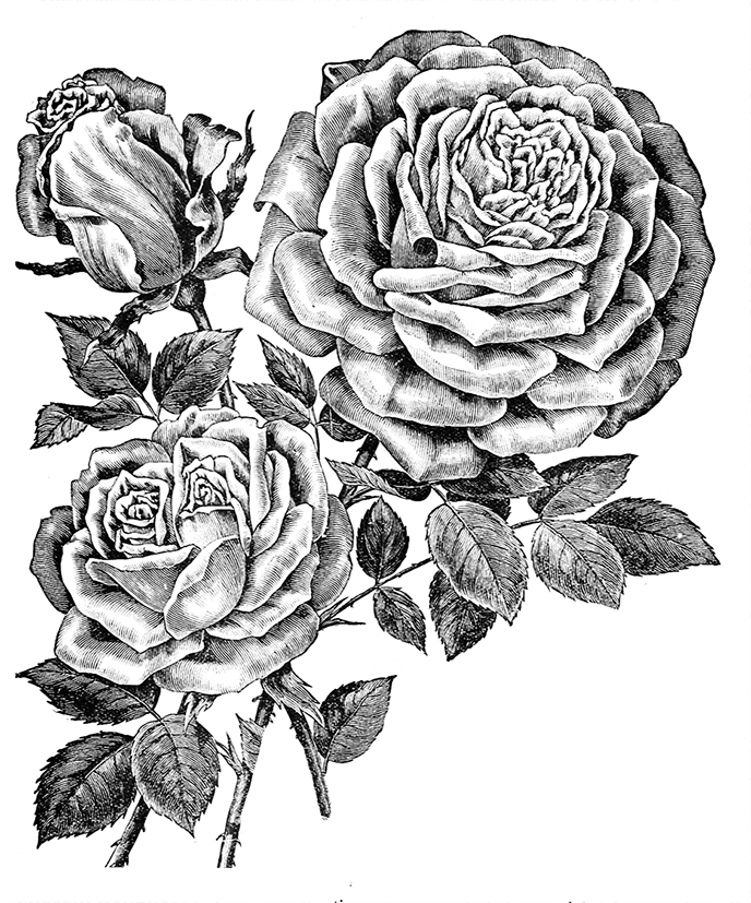 Rose drawing black white