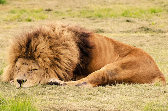sleeping male lion