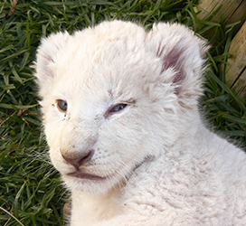 sleepy white lion cub
