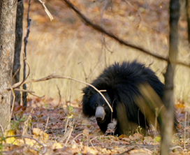 sloth bear picture