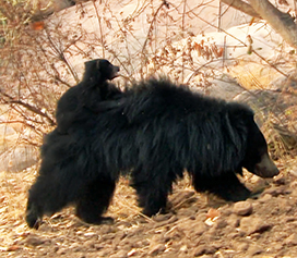 Sloth bear cub clinging to it's mothers fur