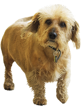 small brown dog clip art