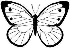 realistic butterfly coloring page