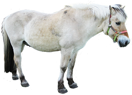 small white horse clipart