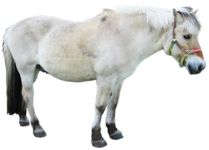 clipart of small white horse