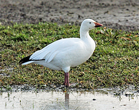 snow goose white fase