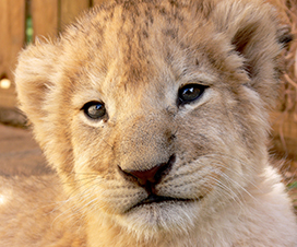 so cute lion cub face