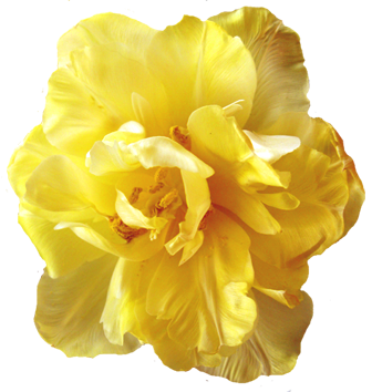 yellow tulip head