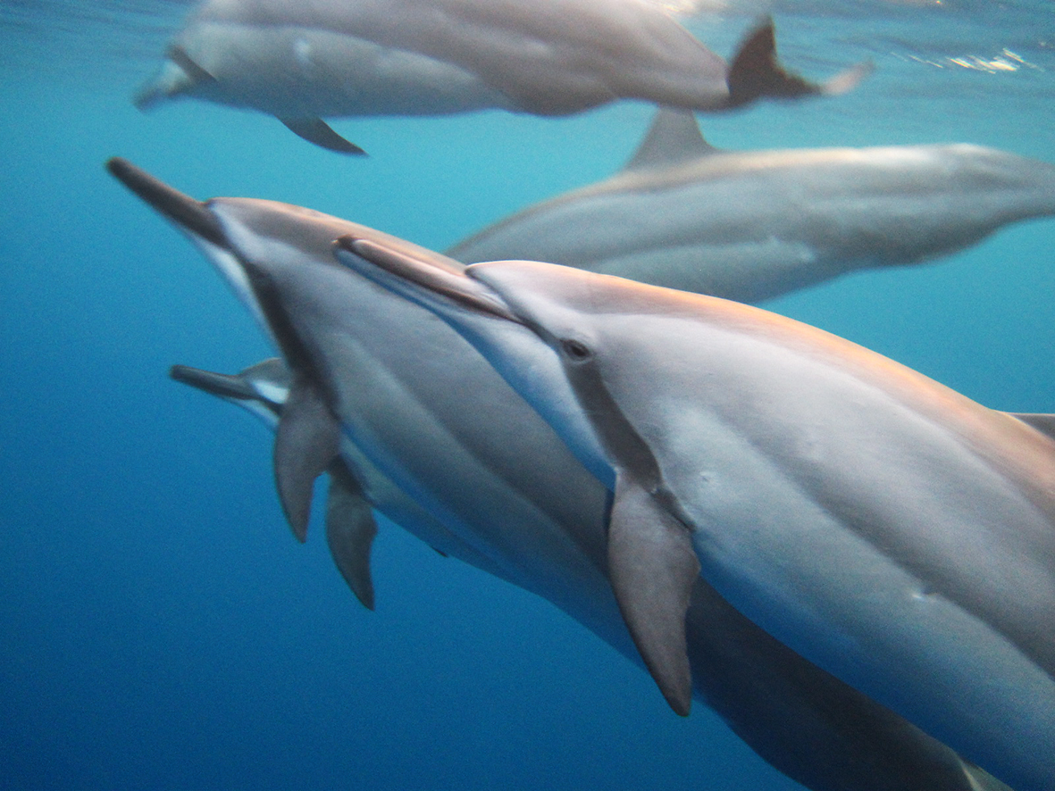 spinner dolphins photo