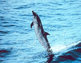 spotted dolphin jumping