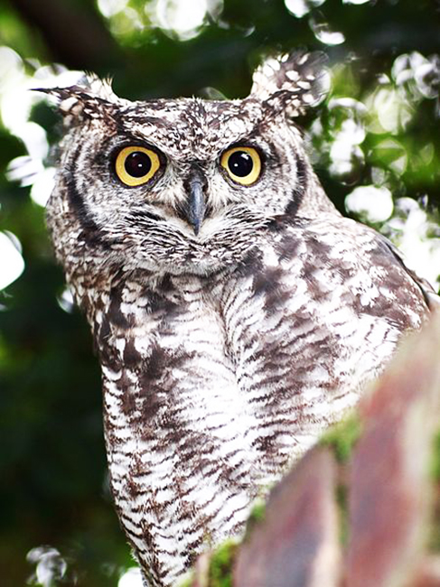 Spotted Eagle owl