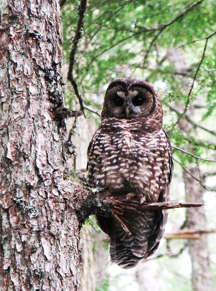 spotted owl in tree in daytime