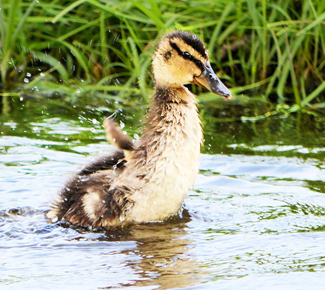 spring baby gosling