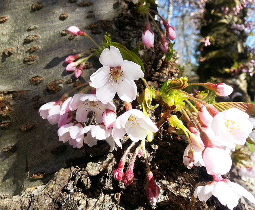 spring cherry flowers blooming