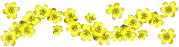 spring clipart band winter aconites