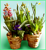 basket with spring flowers