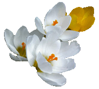 spring-clipart crocus white yellow