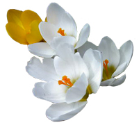 spring clipart crocus white yellow