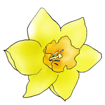 spring clipart daffodil