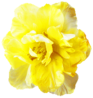 spring flower yellow tulip