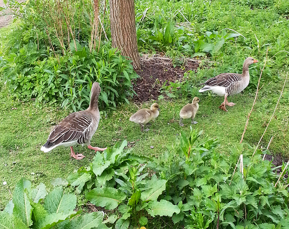 spring ducklings