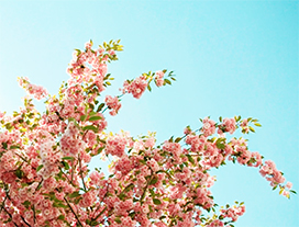 pink flowers against the blue sky