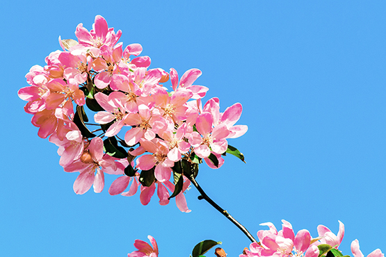 spring flowers soft red blue sky