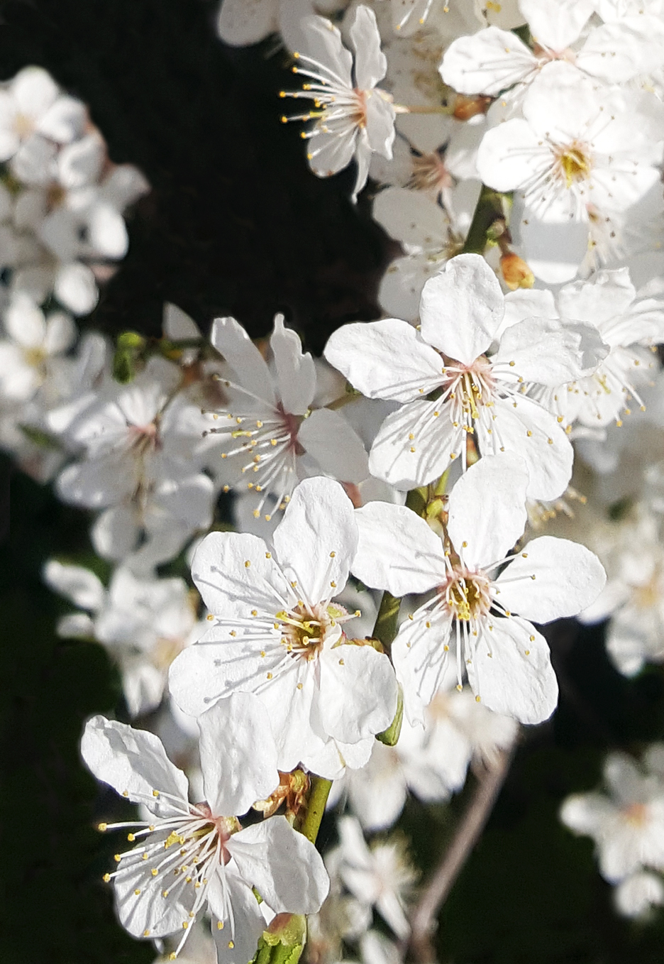 spring flowers wild cherry tree