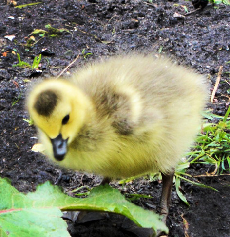 spring gosling
